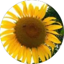 Lynn Mabey avatar